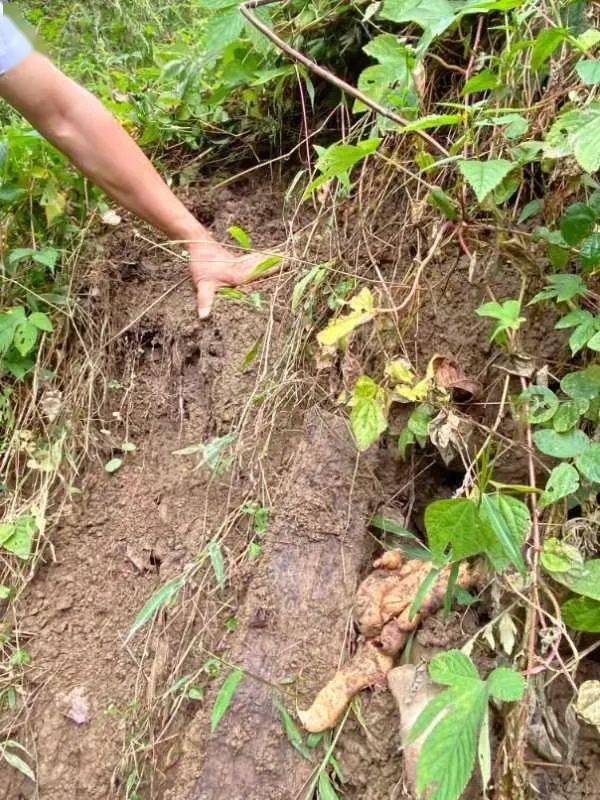 鎮(zhèn)巴中藥材 茶葉有望領 證 啦