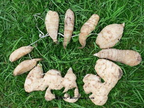 西藏自治區(qū)波密天麻 高原珍寶的藥用價值與獨特魅力